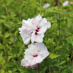 Ibišek syrský 'French cabaret Pastel' - Hibiscus syriacus 'French cabaret Pastel'