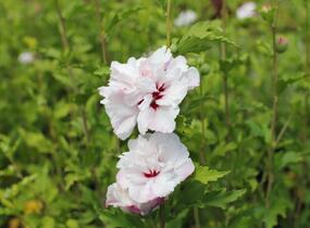 Ibišek syrský 'French cabaret Pastel' - Hibiscus syriacus 'French cabaret Pastel'
