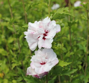 Ibišek syrský 'French cabaret Pastel' - Hibiscus syriacus 'French cabaret Pastel'