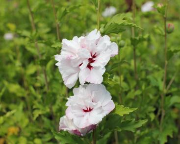 Ibišek syrský 'French cabaret Pastel'