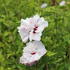 Hibiscus syriacus 'French cabaret Pastel'.JPG
