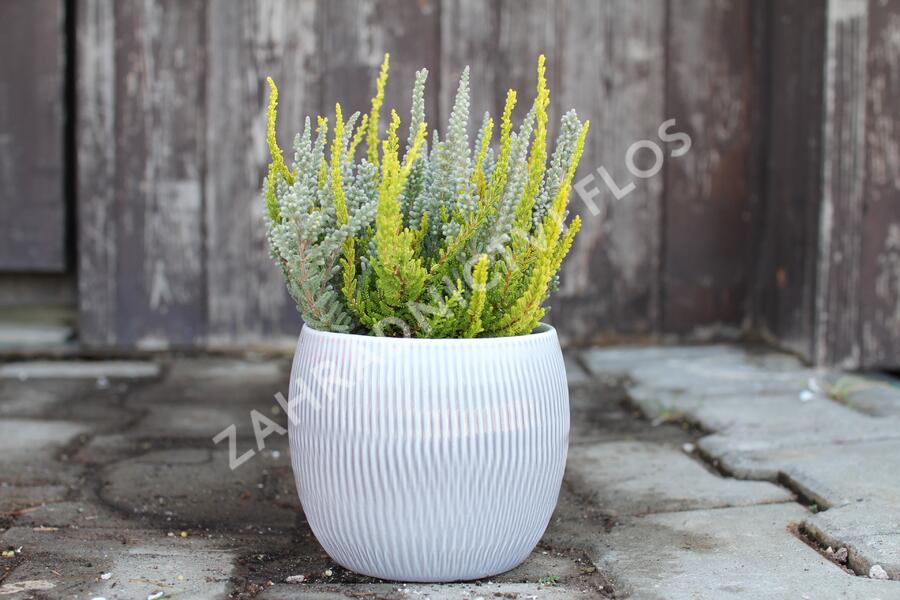 Vřes obecný (Sunset girls®) 'Trio Zoe, Zilly, Zeta' - Calluna vulgaris (Sunset girls®) 'Trio Zoe, Zilly, Zeta'