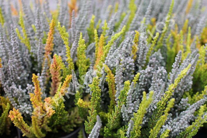 Vřes obecný (Sunset girls®) 'Trio Zoe, Zilly, Zeta' - Calluna vulgaris (Sunset girls®) 'Trio Zoe, Zilly, Zeta'