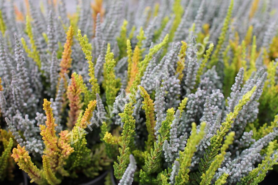 Vřes obecný (Sunset girls®) 'Trio Zoe, Zilly, Zeta' - Calluna vulgaris (Sunset girls®) 'Trio Zoe, Zilly, Zeta'