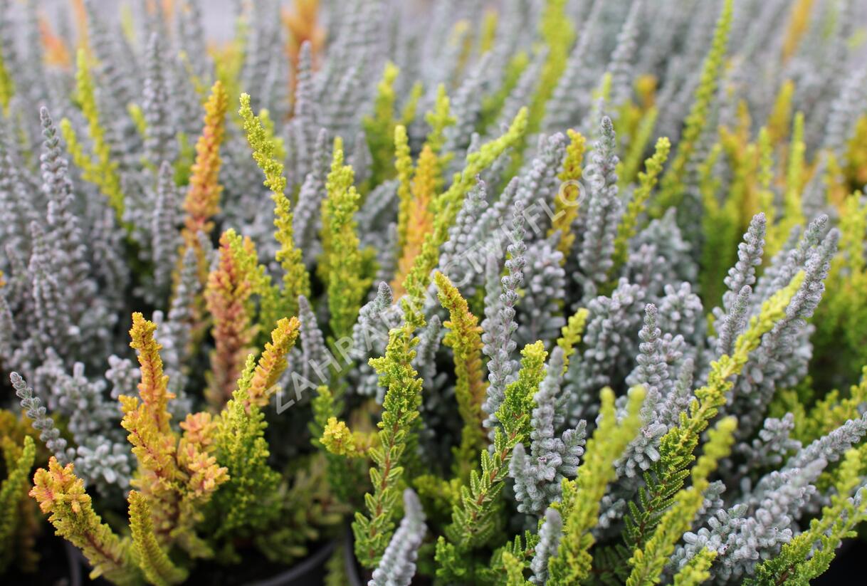 Vřes obecný (Sunset girls®) 'Trio Zoe, Zilly, Zeta' - Calluna vulgaris (Sunset girls®) 'Trio Zoe, Zilly, Zeta'