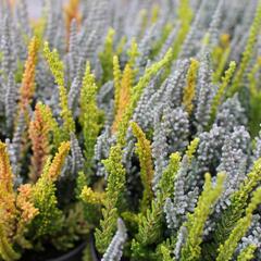 Vřes obecný (Sunset girls®) 'Trio Zoe, Zilly, Zeta' - Calluna vulgaris (Sunset girls®) 'Trio Zoe, Zilly, Zeta'