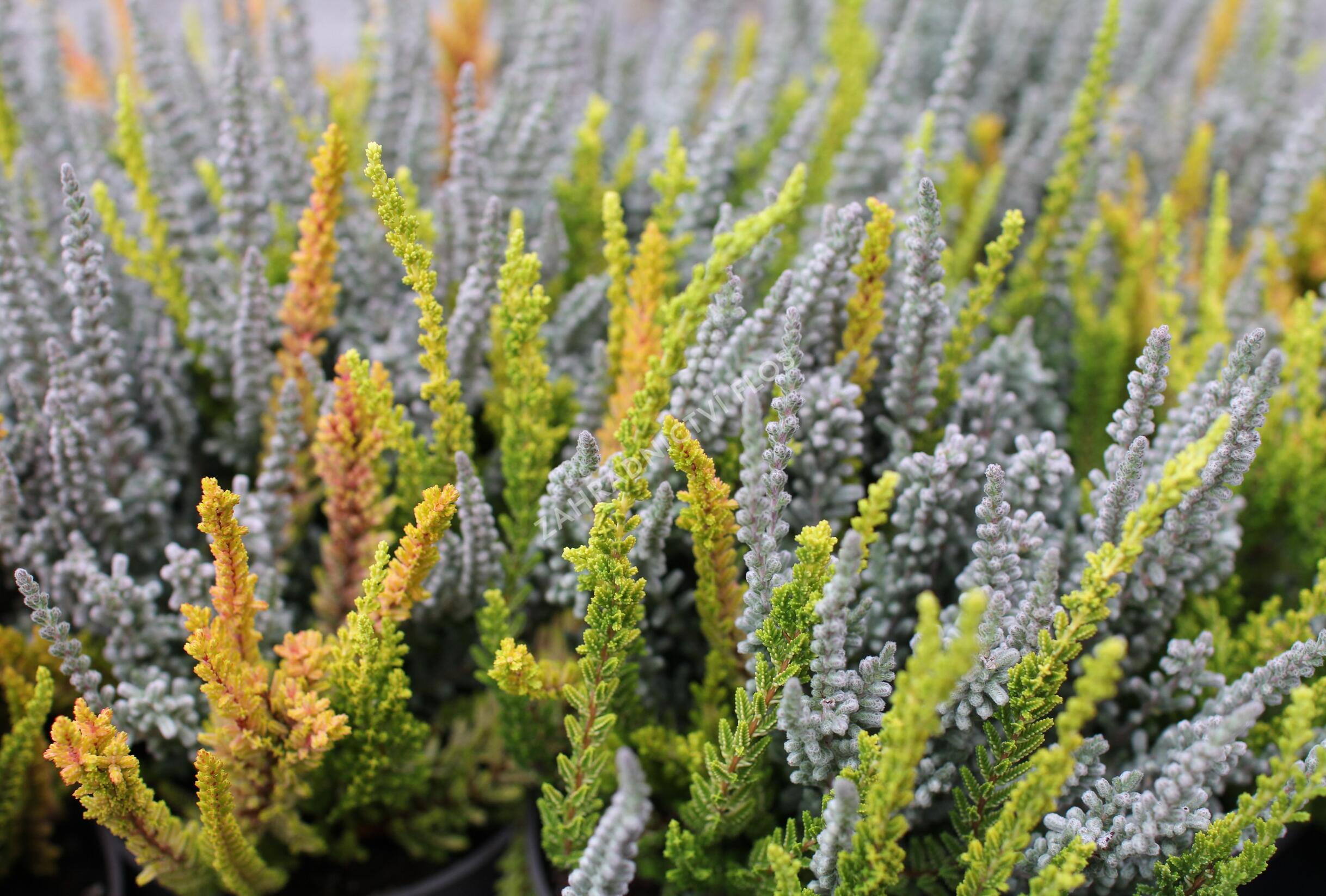 Vřes obecný (Sunset girls®) 'Trio Zoe, Zilly, Zeta' - Calluna vulgaris ...