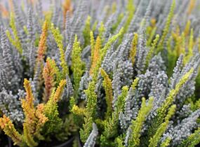 Vřes obecný (Sunset girls®) 'Trio Zoe, Zilly, Zeta' - Calluna vulgaris (Sunset girls®) 'Trio Zoe, Zilly, Zeta'