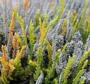 Vřes obecný (Sunset girls®) 'Trio Zoe, Zilly, Zeta' - Calluna vulgaris (Sunset girls®) 'Trio Zoe, Zilly, Zeta'