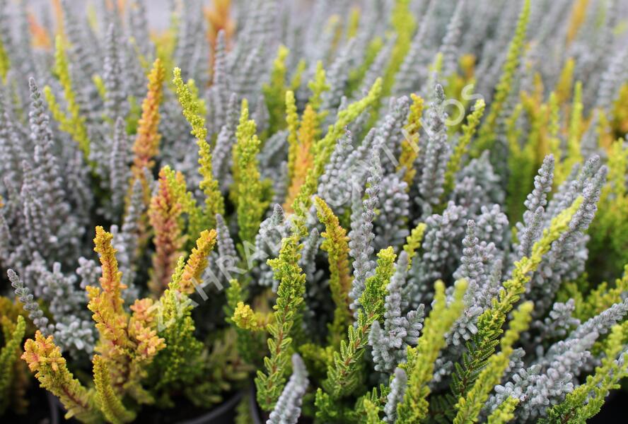 Vřes obecný (Sunset girls®) 'Trio Zoe, Zilly, Zeta' - Calluna vulgaris (Sunset girls®) 'Trio Zoe, Zilly, Zeta'