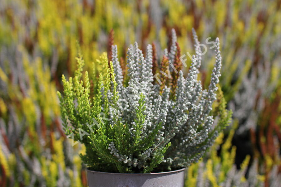 Vřes obecný (Sunset girls®) 'Trio Zorina, Zilly, Zeta' - Calluna vulgaris (Sunset girls®) 'Trio Zorina, Zilly, Zeta'