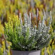 Vřes obecný (Sunset girls®) 'Trio Zorina, Zilly, Zeta' - Calluna vulgaris (Sunset girls®) 'Trio Zorina, Zilly, Zeta'