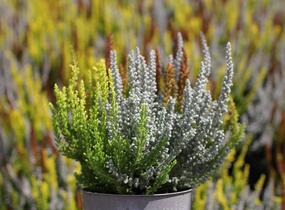 Vřes obecný (Sunset girls®) 'Trio Zorina, Zilly, Zeta' - Calluna vulgaris (Sunset girls®) 'Trio Zorina, Zilly, Zeta'