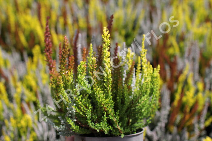 Vřes obecný (Sunset girls®) 'Trio Zorina, Zilly, Zeta' - Calluna vulgaris (Sunset girls®) 'Trio Zorina, Zilly, Zeta'