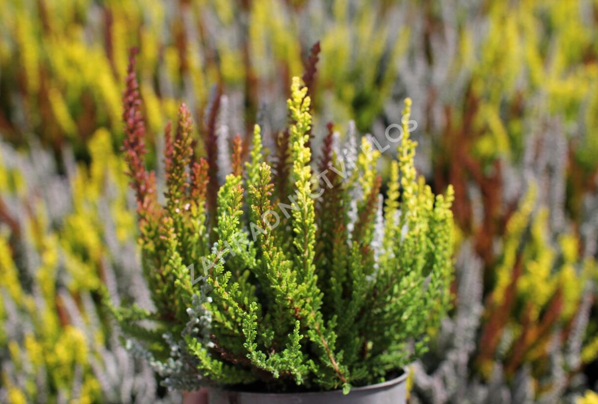 Vřes obecný (Sunset girls®) 'Trio Zorina, Zilly, Zeta' - Calluna vulgaris (Sunset girls®) 'Trio Zorina, Zilly, Zeta'