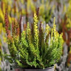 Vřes obecný (Sunset girls®) 'Trio Zorina, Zilly, Zeta' - Calluna vulgaris (Sunset girls®) 'Trio Zorina, Zilly, Zeta'