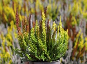 Vřes obecný (Sunset girls®) 'Trio Zorina, Zilly, Zeta' - Calluna vulgaris (Sunset girls®) 'Trio Zorina, Zilly, Zeta'