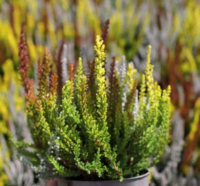 Vřes obecný (Sunset girls®) 'Trio Zorina, Zilly, Zeta' - Calluna vulgaris (Sunset girls®) 'Trio Zorina, Zilly, Zeta'