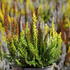 Calluna vulgaris (Sunset girls®) 'Trio Zorina, Zilly, Zeta'.JPG