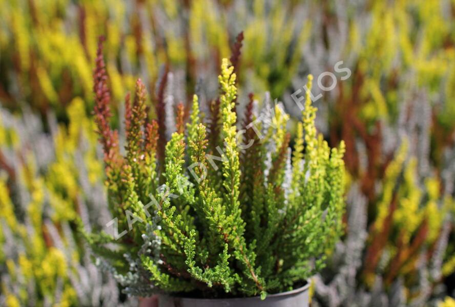Vřes obecný (Sunset girls®) 'Trio Zorina, Zilly, Zeta' - Calluna vulgaris (Sunset girls®) 'Trio Zorina, Zilly, Zeta'
