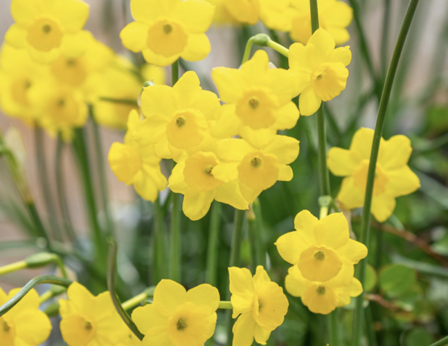 Narcis Jonquilla 'More & More' - Narcissus Jonquilla 'More & More'