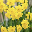 Narcis Jonquilla 'More & More' - Narcissus Jonquilla 'More & More'