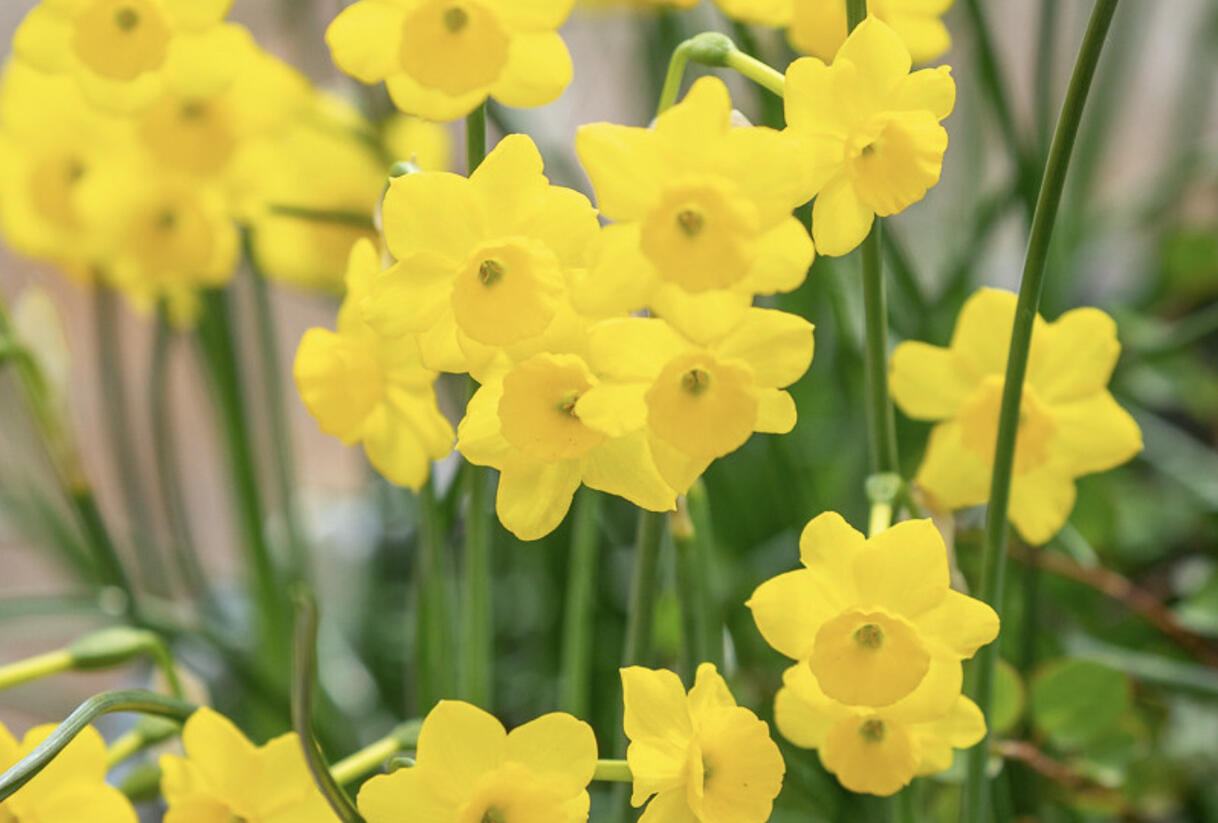 Narcis Jonquilla 'More & More' - Narcissus Jonquilla 'More & More'