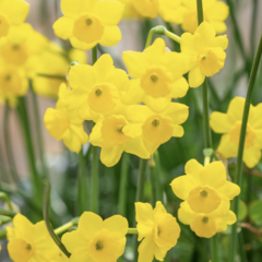 Narcis Jonquilla 'More & More' - Narcissus Jonquilla 'More & More'
