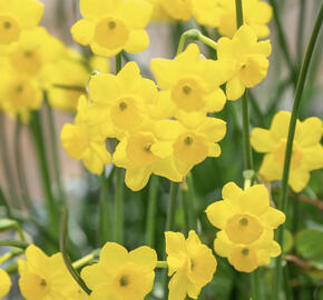 Narcis Jonquilla 'More & More'