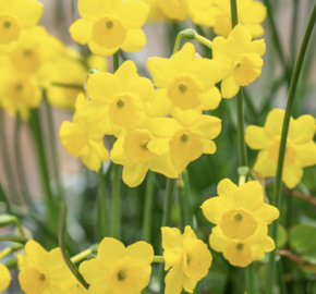 Narcis Jonquilla 'More & More' - Narcissus Jonquilla 'More & More'