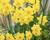 Narcis Jonquilla 'More & More'