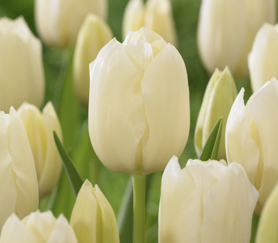 Tulipán 'City of Vancover' - Tulipa 'City of Vancover'