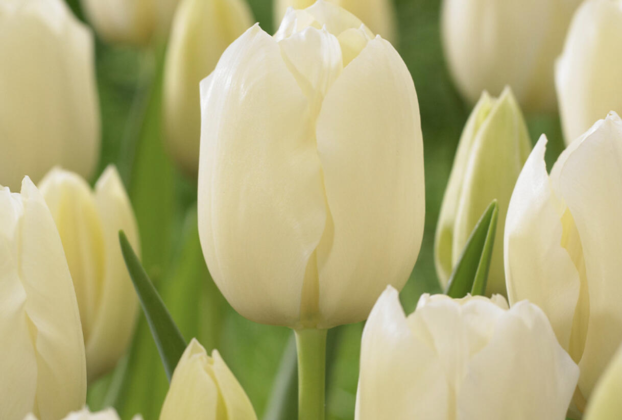 Tulipán jednoduchý pozdní 'City of Vancover' - Tulipa Single Late 'City of Vancover'