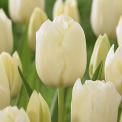 Tulipán 'City of Vancover' - Tulipa 'City of Vancover'