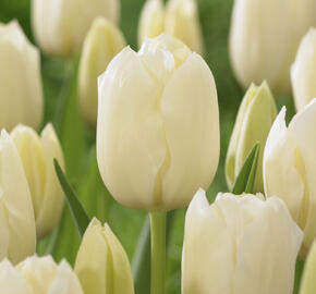 Tulipán jednoduchý pozdní 'City of Vancover'