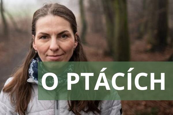 o ptácích klvanova podcast
