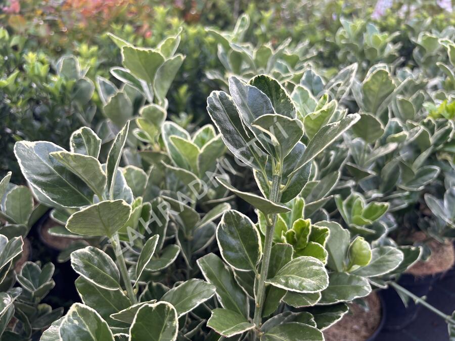 brslen japonský 'Silver Simon' - Euonymus japonicus 'Silver Simon'