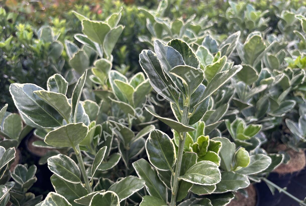 brslen japonský 'Silver Simon' - Euonymus japonicus 'Silver Simon'