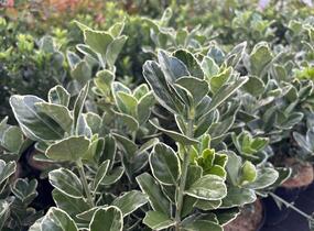 brslen japonský 'Silver Simon' - Euonymus japonicus 'Silver Simon'
