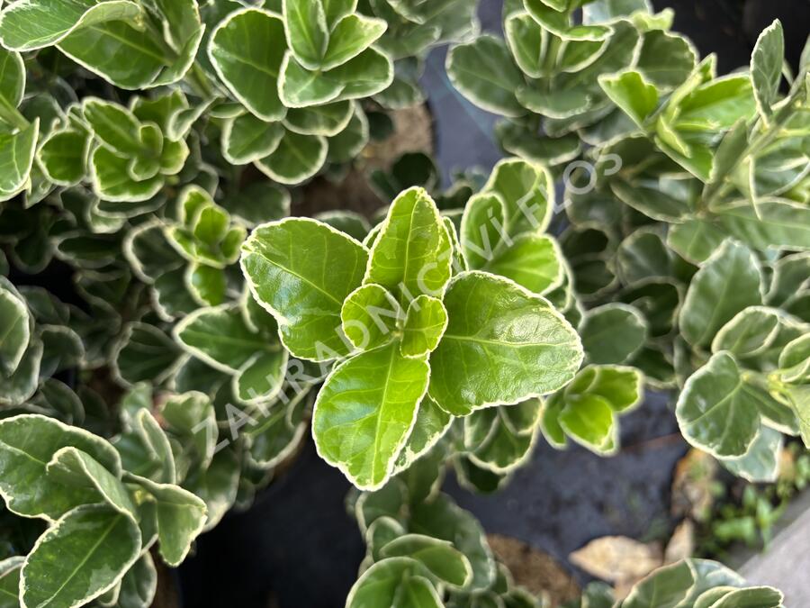 brslen japonský 'Silver Simon' - Euonymus japonicus 'Silver Simon'