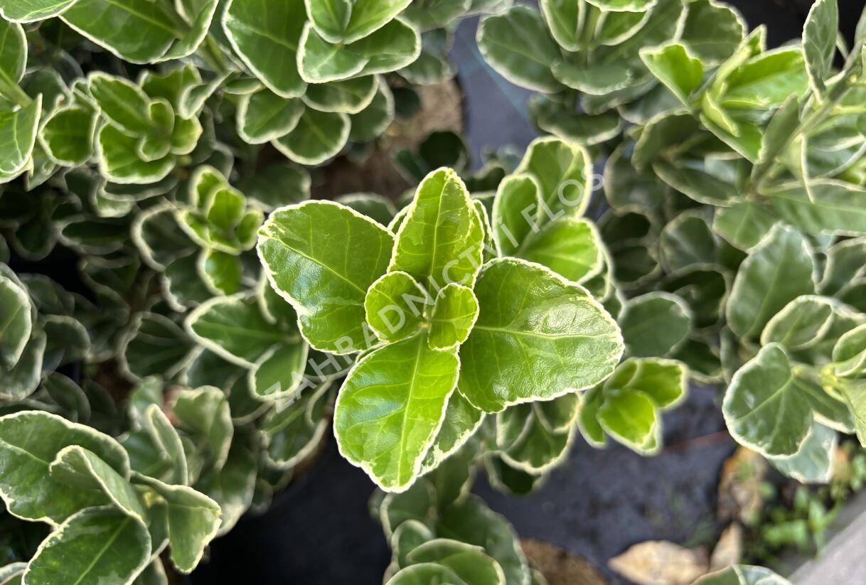 brslen japonský 'Silver Simon' - Euonymus japonicus 'Silver Simon'