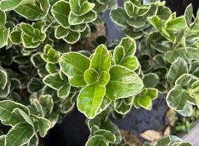 brslen japonský 'Silver Simon' - Euonymus japonicus 'Silver Simon'