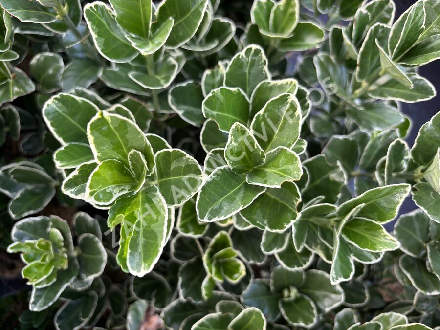 brslen japonský 'Silver Simon' - Euonymus japonicus 'Silver Simon'