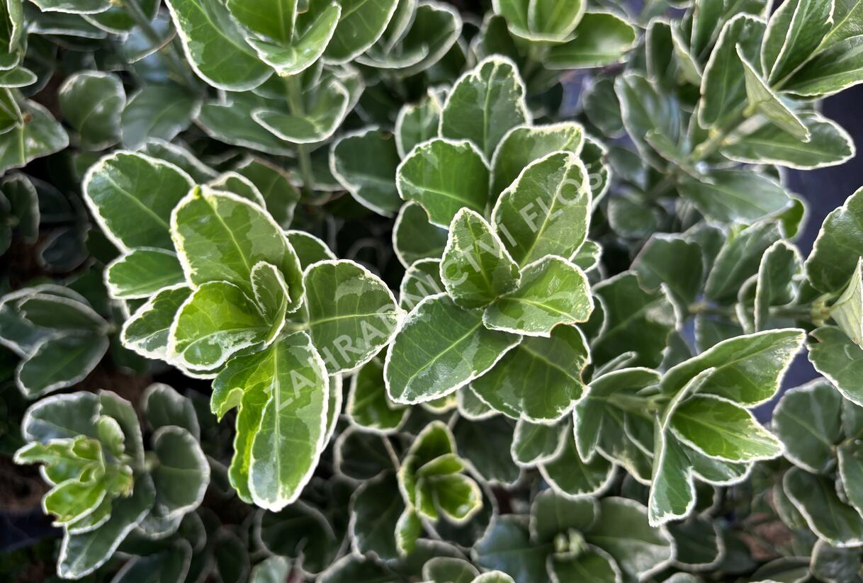 brslen japonský 'Silver Simon' - Euonymus japonicus 'Silver Simon'