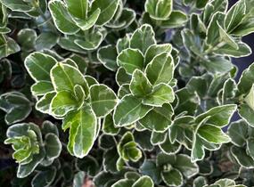 brslen japonský 'Silver Simon' - Euonymus japonicus 'Silver Simon'