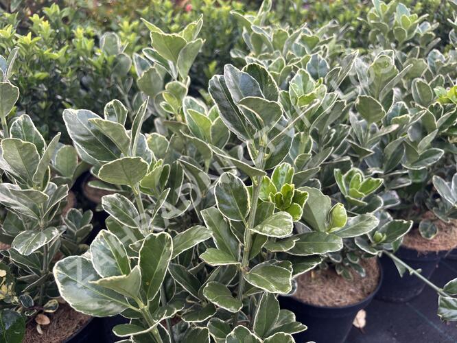 brslen japonský 'Silver Simon' - Euonymus japonicus 'Silver Simon'