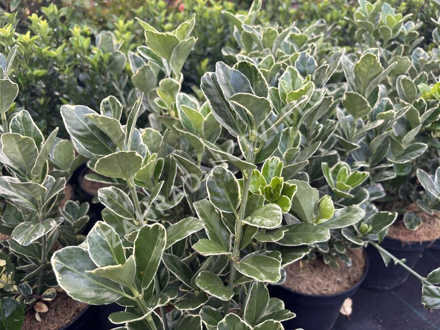 brslen japonský 'Silver Simon' - Euonymus japonicus 'Silver Simon'