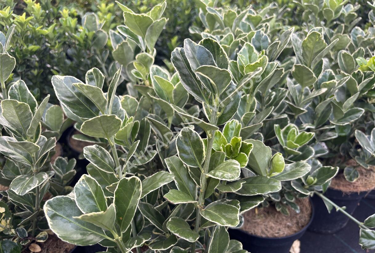brslen japonský 'Silver Simon' - Euonymus japonicus 'Silver Simon'