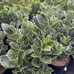 brslen japonský 'Silver Simon' - Euonymus japonicus 'Silver Simon'