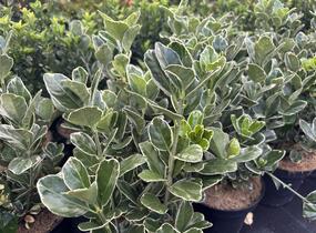 brslen japonský 'Silver Simon' - Euonymus japonicus 'Silver Simon'